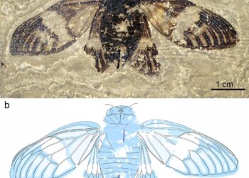 First fossil cicada discovered in the Messel pit