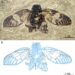 First fossil cicada discovered in the Messel pit
