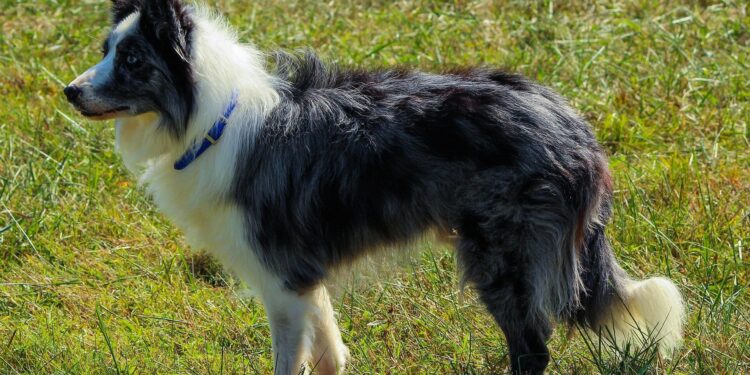 Genetic analysis reveals key variants linked to breeding skills in border and other breeds