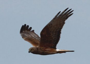 Harriers has evolved a hearing of the owl to locate the hidden prey in the tall grass