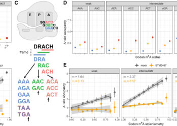 How a small modification of the RNA helps to control the responses of cellular stress