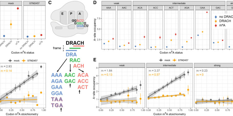 How a small modification of the RNA helps to control the responses of cellular stress