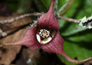 Menations of genes help flowers imitating foul smells to attract pollinators amateur carcass
