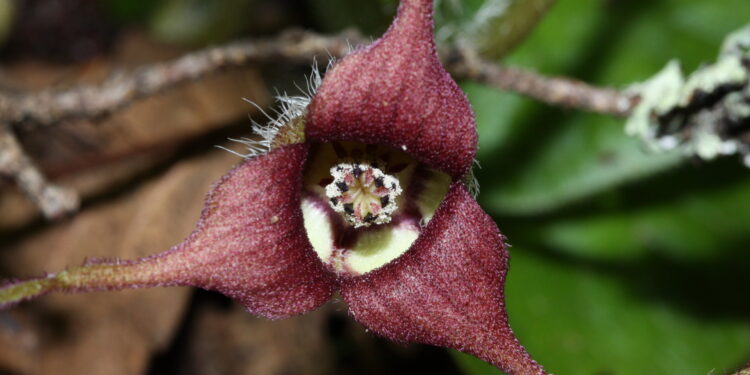 Menations of genes help flowers imitating foul smells to attract pollinators amateur carcass