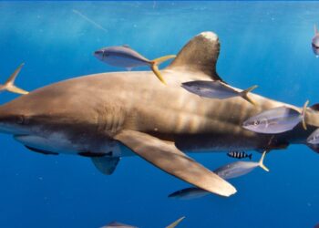 Observation could help scientists better understand the ecology of sharks