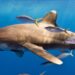 Observation could help scientists better understand the ecology of sharks