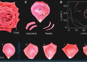 Physicists discover how geometric frustration shapes the emblematic flower of the rose
