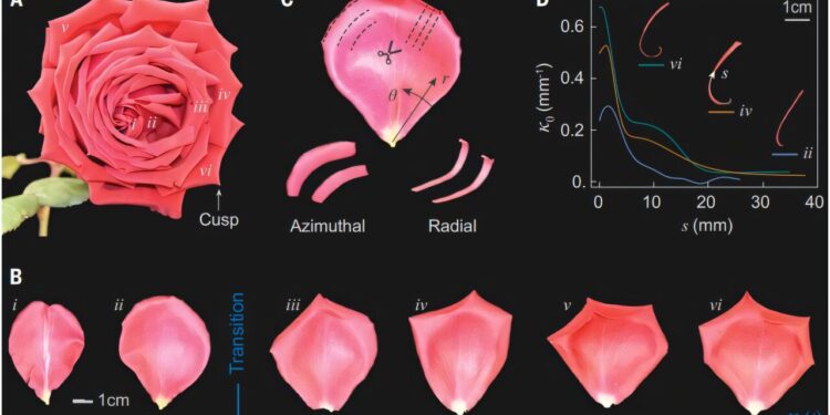 Physicists discover how geometric frustration shapes the emblematic flower of the rose
