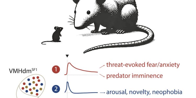 Populations of distinct neurons in the hypothalamus code the states associated with threats linked to predators