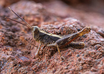 Rare grasshopper thought out of the way rediscovered after 40 years