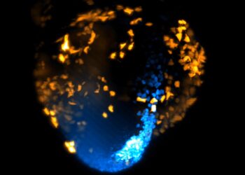 Scientists film the heart that forms in 3rd earlier than ever before
