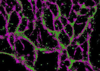 Scientists find promising in a new peptide drug to fight against fatal brain cancer