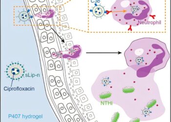 Single dose gel eliminates otitis in the study of animals within 24 hours