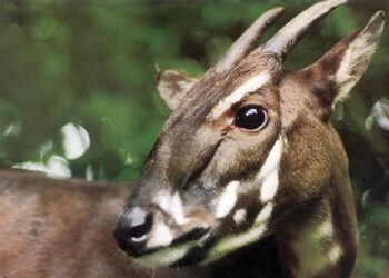 The Saola genome is mapped for the first time