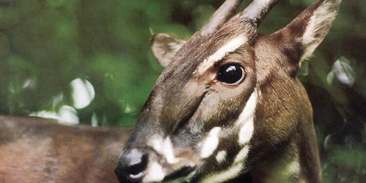 The Saola genome is mapped for the first time