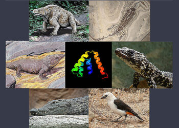 The genomic survey discovers the evolutionary origins of secretoglobins