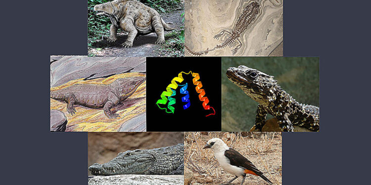 The genomic survey discovers the evolutionary origins of secretoglobins