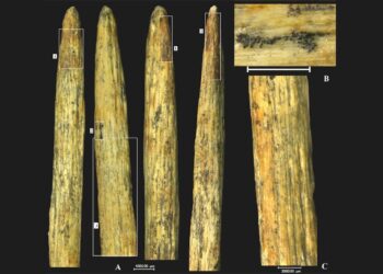 The point of the old bone lance found in Russia is the oldest in Europe and manufactured by Neanderthals