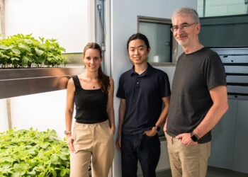 Vertical agriculture can increase yields and reduce environmental impact