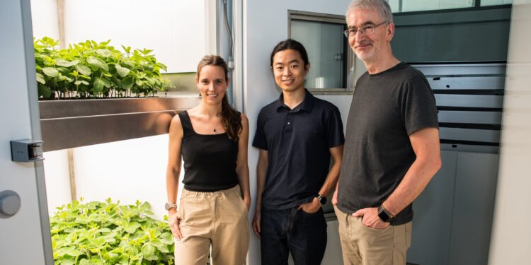 Vertical agriculture can increase yields and reduce environmental impact