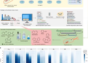 Vibrio Natriegens Strain has increased the biotagement of complex pollutants in difficult environments