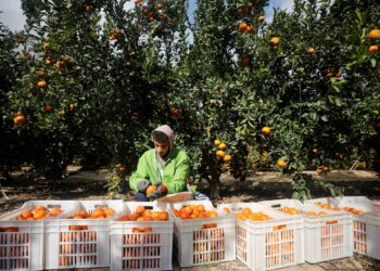 What is behind Egypt maintaining the summit of orange exporters globally? | economy