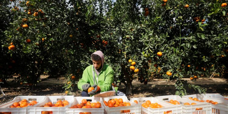 What is behind Egypt maintaining the summit of orange exporters globally? | economy
