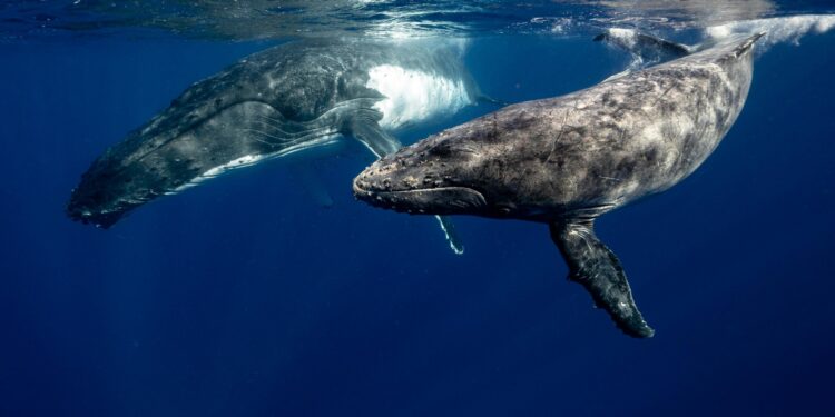 Why the whale urine is so important for life at sea