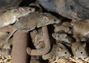 Arizona | A man dies from the pulmonary plague