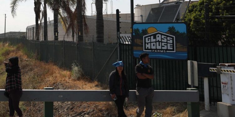 California | An agricultural worker loses his life after a descent of the immigration police