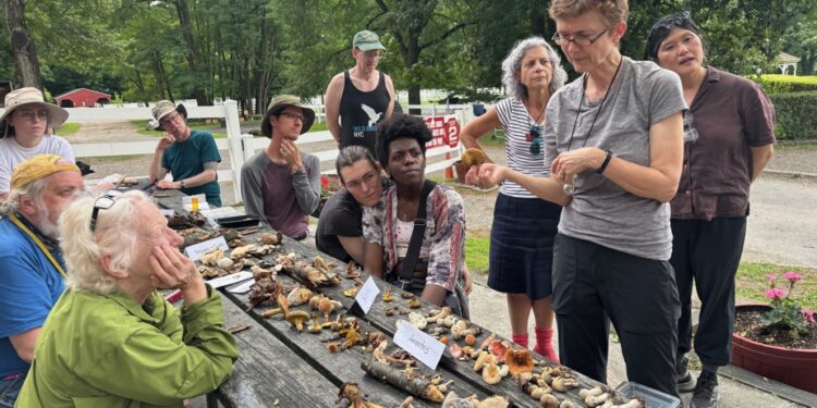 New York life | Chase the fungus in the bronx