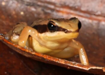 The DNA of historic and current population reveals at least 12 species of rocket frogs, three of which are already extinguished