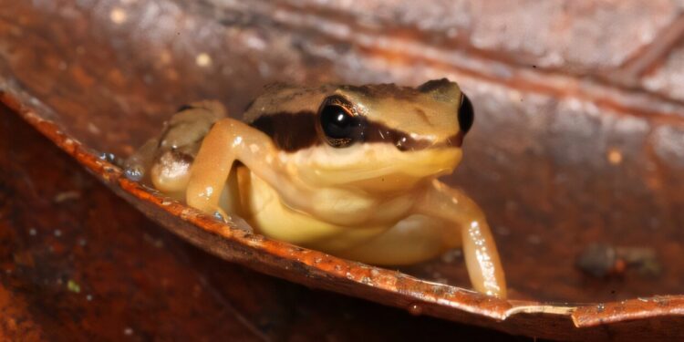 The DNA of historic and current population reveals at least 12 species of rocket frogs, three of which are already extinguished