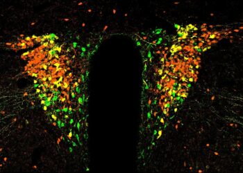 Brain cells controlling the stress switch on and deactivate in time cycles