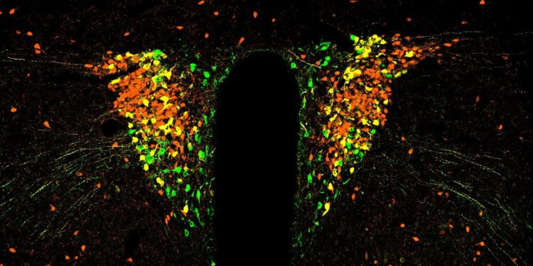 Brain cells controlling the stress switch on and deactivate in time cycles