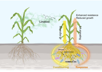 Corn plants use a volatile gas to fight pests in densely congested fields