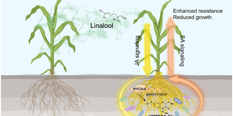 Corn plants use a volatile gas to fight pests in densely congested fields