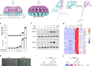 Duo of membrane drilling mold protein involved in respiratory allergies