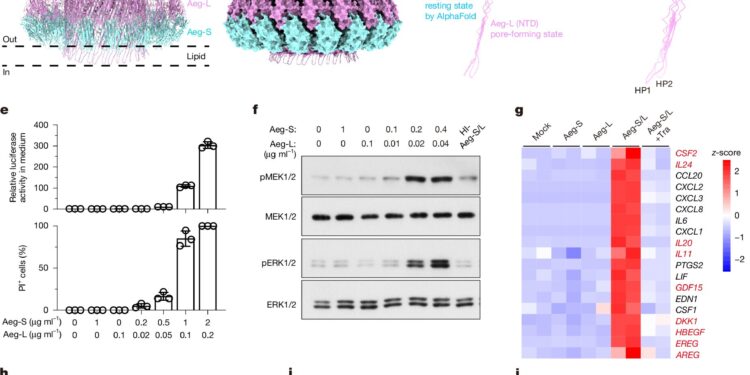 Duo of membrane drilling mold protein involved in respiratory allergies