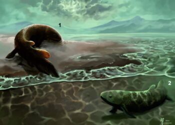 Fish tracks show the first adaptations to move to earth