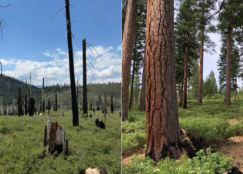 Forests managed by industry are more likely to feed