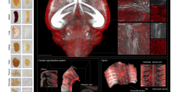 Ionic liquids become transparent whole organs such as glass while preserving the details of the complex tissues