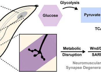 Metabolic signals in neurons determine if axons degrade or resist neurodegeneration, the study reveals