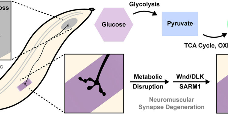 Metabolic signals in neurons determine if axons degrade or resist neurodegeneration, the study reveals