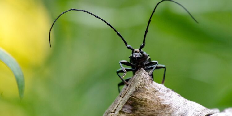 Most known species have evolved during the “explosions” of diversity, shows the first analysis through “Tree of Life”