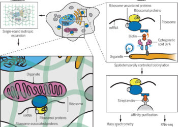 New imaging methods reveal that ribosomes are specialized in protein production