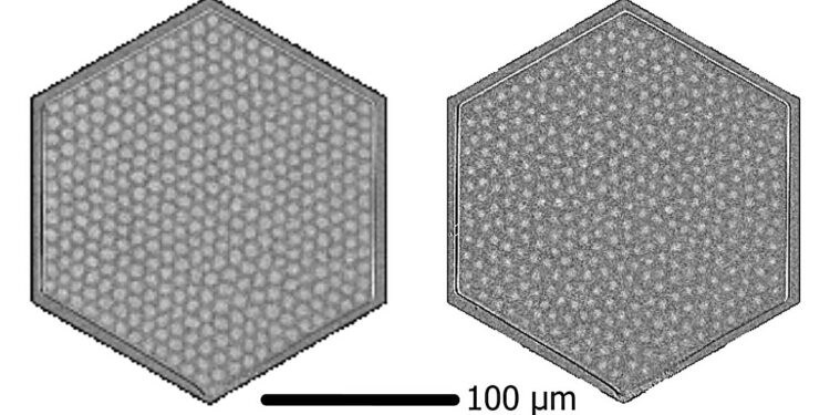 Scientists capture real -time fusion of 2D Skyrmion networks using magnetic fields