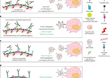 Scientists develop a method to optimize the delivery of mRNA to cells