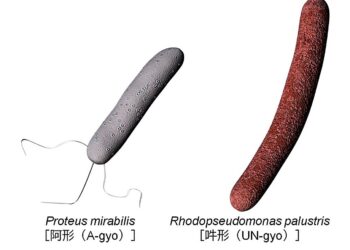 The bacterial duo eliminates tumors without immune system helps a new therapy against cancer