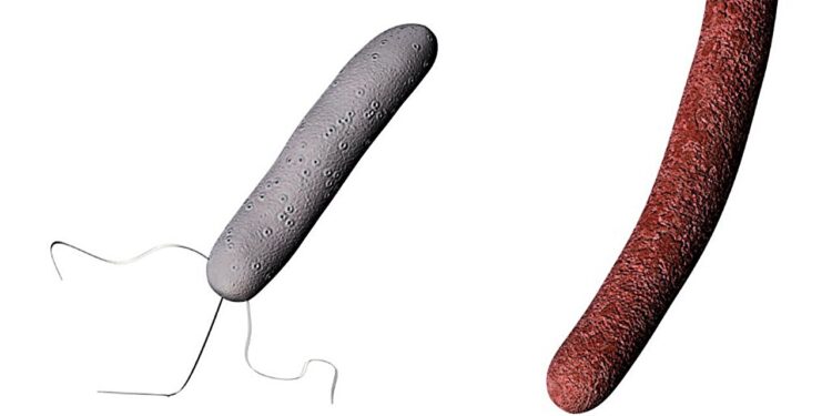 The bacterial duo eliminates tumors without immune system helps a new therapy against cancer